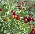 Nitraria schoberi